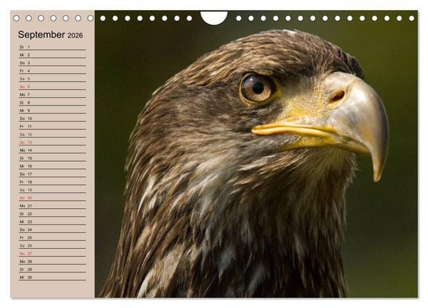 Produktbild: Der Steinadler. Majest&auml;tischer Greifvogel (Wandkalender 2026 DIN A4 quer), CALVENDO Monatskalender