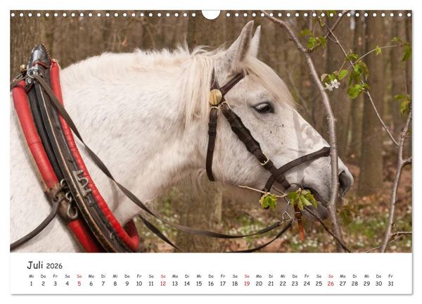 Produktbild: Kaltblut - schwere Pferde mit Herz (Wandkalender 2026 DIN A3 quer), CALVENDO Monatskalender