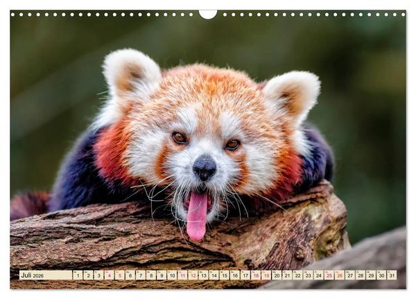 Produktbild: Kleiner Panda (Wandkalender 2026 DIN A3 quer), CALVENDO Monatskalender