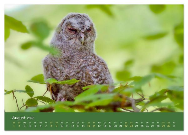 Produktbild: geliebte Waldgeister (Tischkalender 2026 DIN A5 quer), CALVENDO Monatskalender