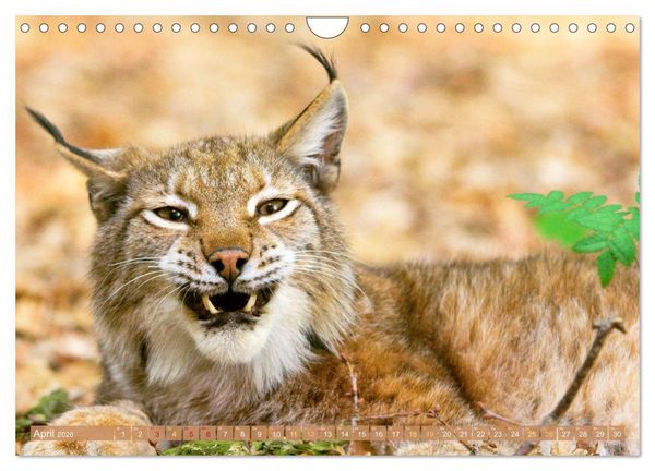 Produktbild: Dem Luchs auf der Spur (Wandkalender 2026 DIN A4 quer), CALVENDO Monatskalender