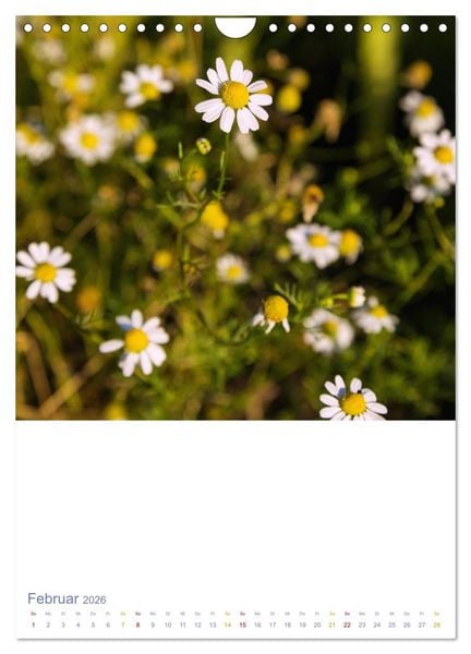 Produktbild: Sch&ouml;ne Wegwarten. Heimische Heilpflanzen am Wegesrand (Wandkalender 2026 DIN A4 hoch), CALVENDO Monatskalender