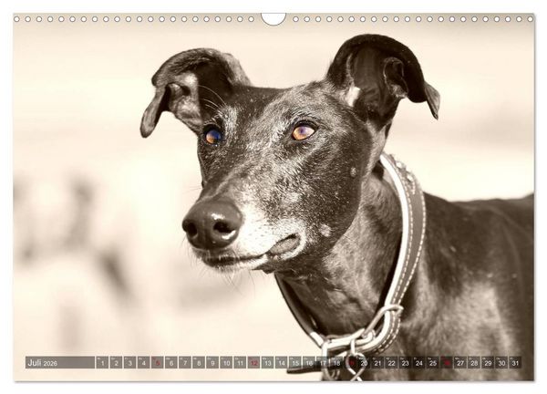 Produktbild: Windhunde eye-catcher (Wandkalender 2026 DIN A3 quer), CALVENDO Monatskalender