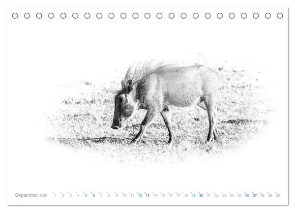 Produktbild: AFRIKA - Schwarz-weiss Fotografien im modernen "High Key" Look (Tischkalender 2026 DIN A5 quer), CALVENDO Monatskalender
