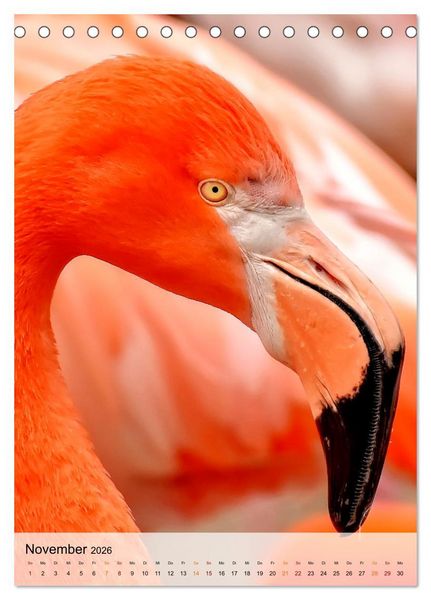 Produktbild: Flamingos - Eleganz und Sch&ouml;nheit (Tischkalender 2026 DIN A5 hoch), CALVENDO Monatskalender