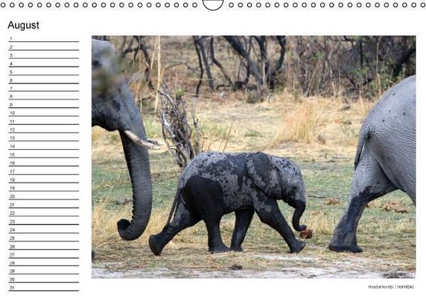 Produktbild: begegnungen - elefanten im s&uuml;dlichen afrika (Wandkalender immerw&auml;hrend DIN A3 quer)