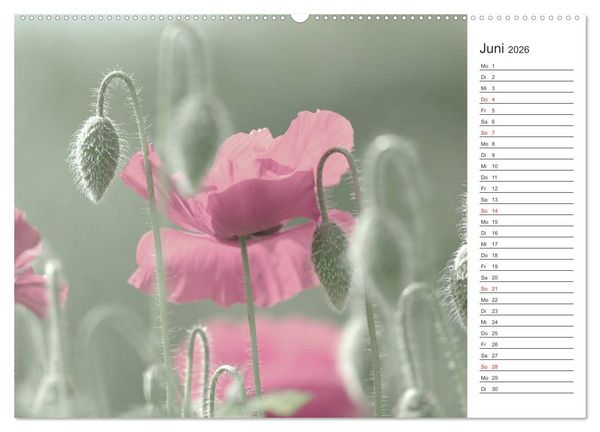 Produktbild: Blumenfreude Terminkalender (Wandkalender 2026 DIN A2 quer), CALVENDO Monatskalender