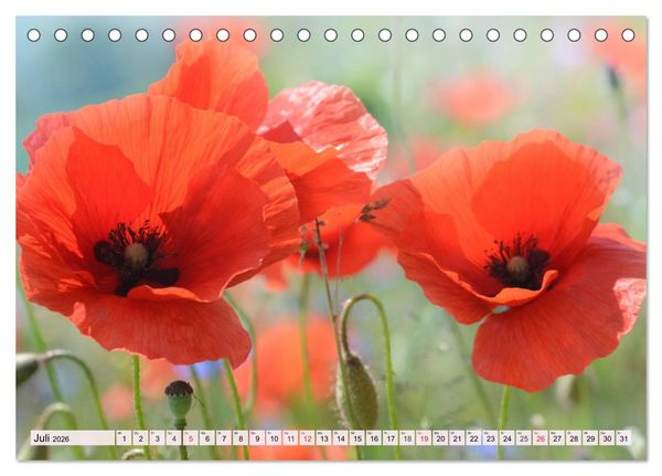 Produktbild: Mohnblumen. Leuchtender Liebreiz auf Wiesen und in G&auml;rten (Tischkalender 2026 DIN A5 quer), CALVENDO Monatskalender