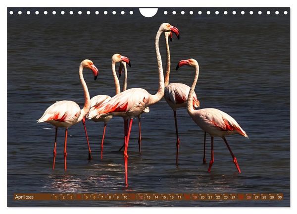 Produktbild: Die Vogelwelt der Camargue (Wandkalender 2026 DIN A4 quer), CALVENDO Monatskalender