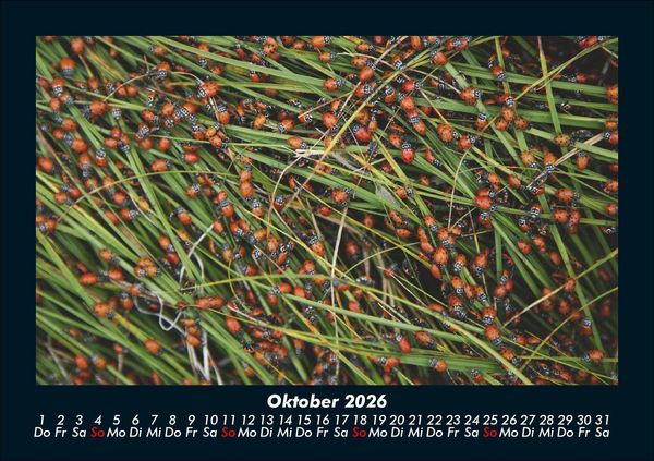 Produktbild: K&auml;fer 2026 Fotokalender DIN A5