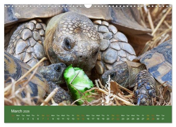 Produktbild: African spurred tortoises (Wall Calendar 2026 DIN A3 landscape), CALVENDO 12 Month Wall Calendar