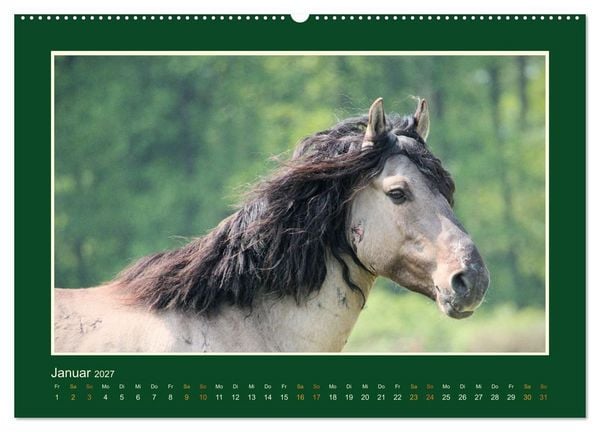Produktbild: Die letzten Wilden - freilebende Pferde in D&uuml;lmen (hochwertiger Premium Wandkalender 2027 DIN A2 quer), Kunstdruck in Hochglanz
