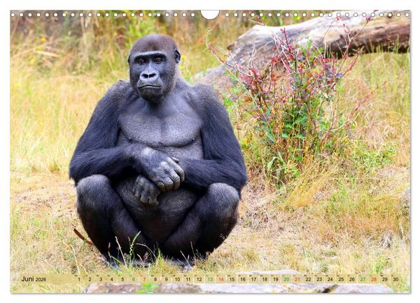 Produktbild: Flachlandgorillas in Apenheul (Wandkalender 2026 DIN A3 quer), CALVENDO Monatskalender