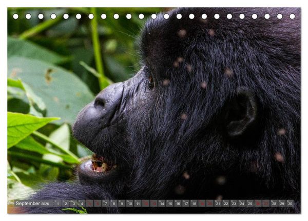 Produktbild: Gorillas ohne Nebel (Tischkalender 2026 DIN A5 quer), CALVENDO Monatskalender
