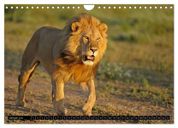 Produktbild: Magie des Augenblicks - L&ouml;wen - Herrscher der Savanne (Wandkalender 2026 DIN A4 quer), CALVENDO Monatskalender