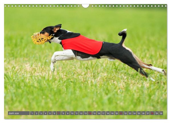 Produktbild: Eine Reise in die Welt der Basenjis (Wandkalender 2026 DIN A3 quer), CALVENDO Monatskalender