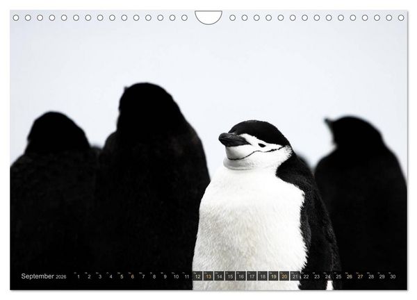 Produktbild: Antarktis - viaje.ch (Wandkalender 2026 DIN A4 quer), CALVENDO Monatskalender