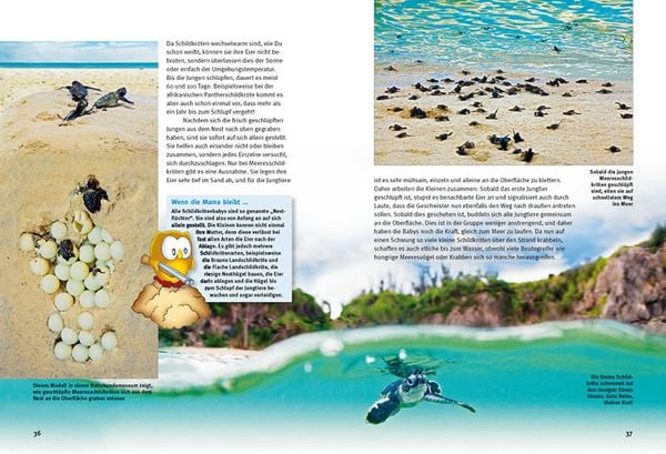 Produktbild: Entdecke die Schildkr&ouml;ten