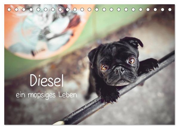 Produktbild: Diesel - ein mopsiges Leben (Tischkalender 2026 DIN A5 quer), CALVENDO Monatskalender