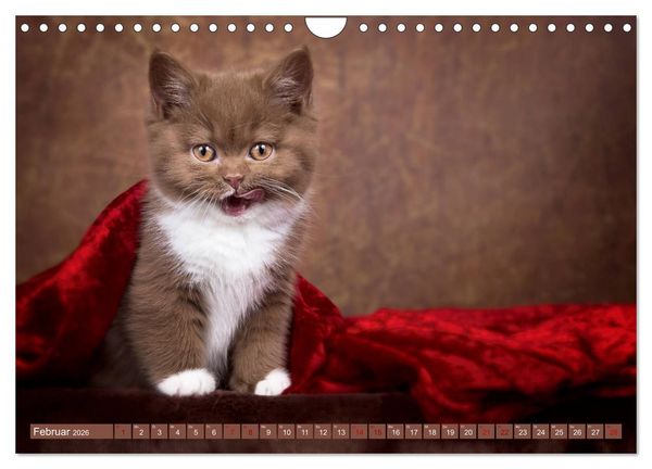 Produktbild: Kittens - Britisch Kurzhaar Katzenkinder (Wandkalender 2026 DIN A4 quer), CALVENDO Monatskalender