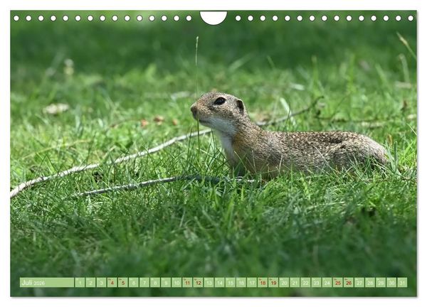 Produktbild: Ziesel im Burgenland (Wandkalender 2026 DIN A4 quer), CALVENDO Monatskalender