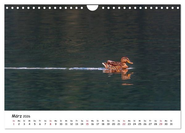 Produktbild: Wanderbarer Wei&szlig;ensee (Wandkalender 2026 DIN A4 quer), CALVENDO Monatskalender