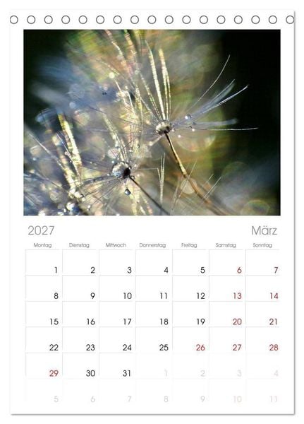 Produktbild: Tischplaner 2027 - Naturjuwel Pusteblume (A5 Tischkalender zum Aufstellen) CALVENDO