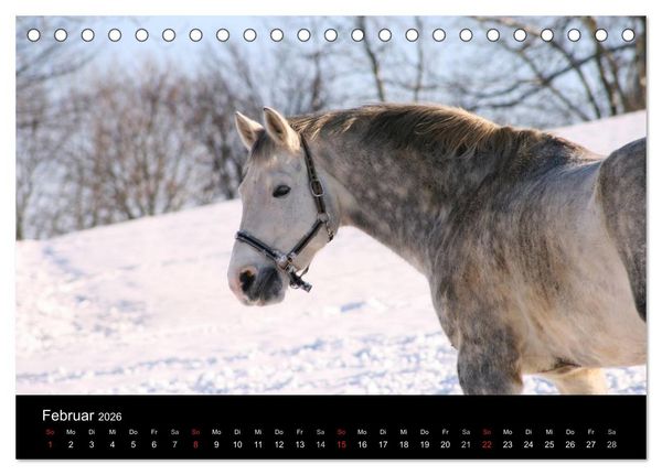 Produktbild: Faszination Pferde (Tischkalender 2026 DIN A5 quer), CALVENDO Monatskalender