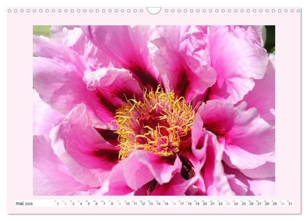 Produktbild: Pivoines - Roses sans &eacute;pines (Calendrier mural 2026 DIN A3 vertical), CALVENDO calendrier mensuel