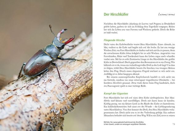 Produktbild: Wunderwelt Totholz