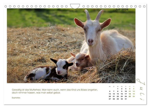 Produktbild: Mutterliebe - Ziegen mit ihren s&uuml;&szlig;en L&auml;mmern (Wandkalender 2026 DIN A4 quer), CALVENDO Monatskalender