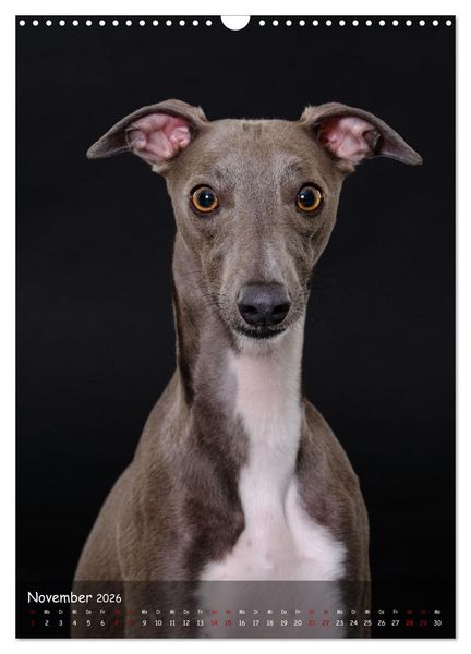 Produktbild: Whippets im Portrait (Wandkalender 2026 DIN A3 hoch), CALVENDO Monatskalender