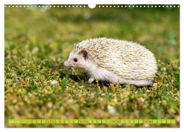 Produktbild: Atelerix - Afrikanische Wei&szlig;bauchigel (Wandkalender 2026 DIN A3 quer), CALVENDO Monatskalender