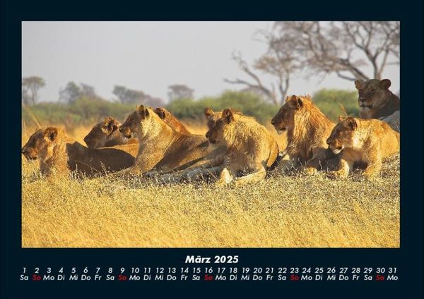 Produktbild: L&ouml;wen in der Wildnis 2025 Fotokalender DIN A4