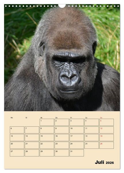 Produktbild: Gorillas (Wandkalender 2026 DIN A3 hoch), CALVENDO Monatskalender