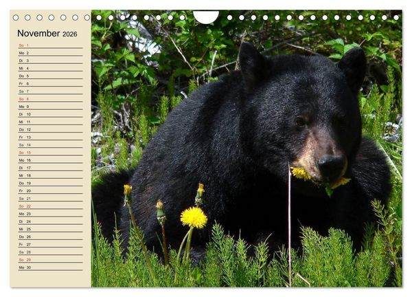 Produktbild: B&auml;ren (Wandkalender 2026 DIN A4 quer), CALVENDO Monatskalender