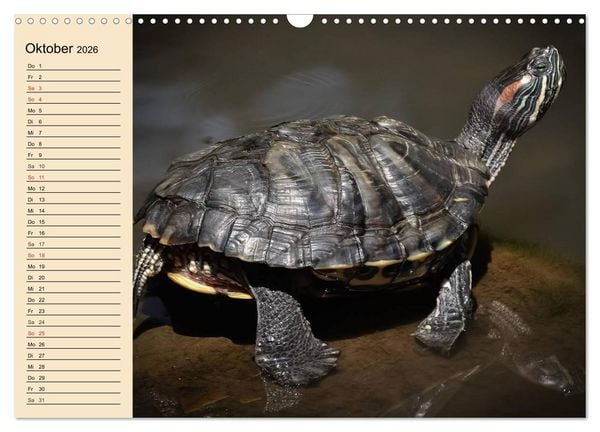Produktbild: Reptilien. Schlangen, Echsen und Co. (Wandkalender 2026 DIN A3 quer), CALVENDO Monatskalender