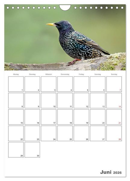 Produktbild: V&ouml;gel im heimischen Garten (Wandkalender 2026 DIN A4 hoch), CALVENDO Monatskalender