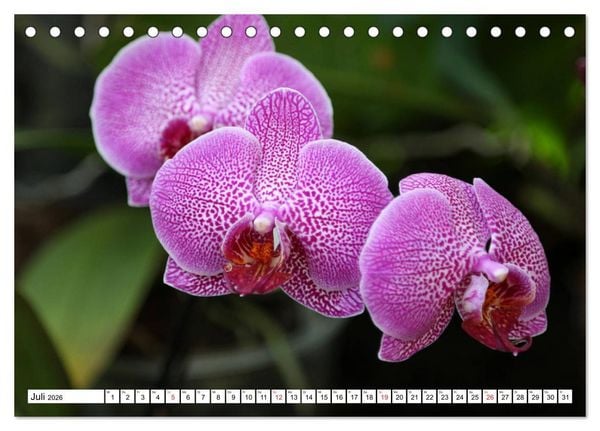 Produktbild: Prachtvolle Orchideen (Tischkalender 2026 DIN A5 quer), CALVENDO Monatskalender