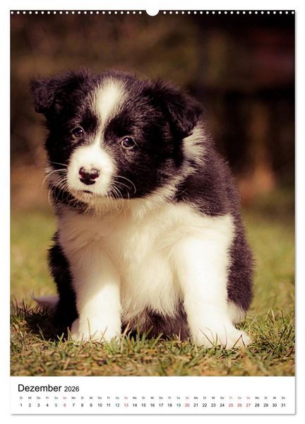 Produktbild: Border Collie Zuckerschnuten (hochwertiger Premium Wandkalender 2026 DIN A2 hoch), Kunstdruck in Hochglanz
