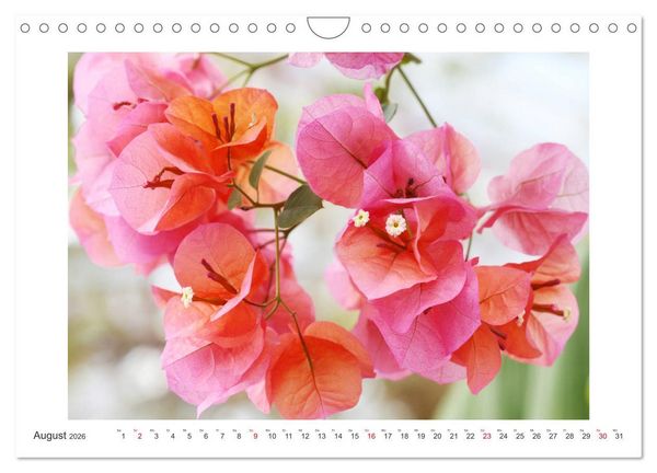 Produktbild: Bl&uuml;ten eines Sommers (Wandkalender 2026 DIN A4 quer), CALVENDO Monatskalender
