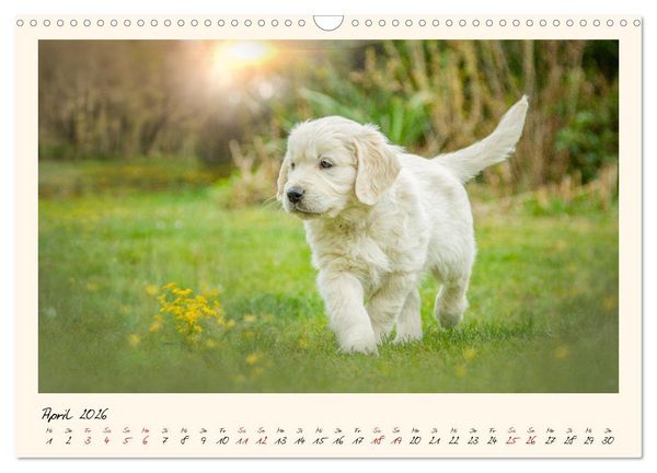 Produktbild: Golden Retriever... Herzenshunde (Wandkalender 2026 DIN A3 quer), CALVENDO Monatskalender
