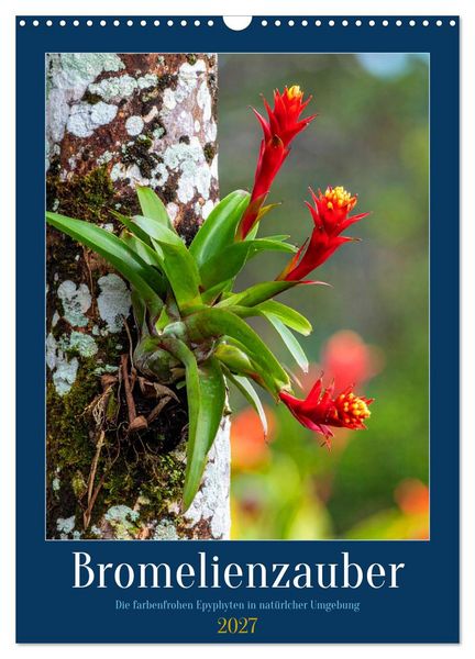 Produktbild: Bromelienzauber (Wandkalender 2027 DIN A3 hoch), CALVENDO Monatskalender
