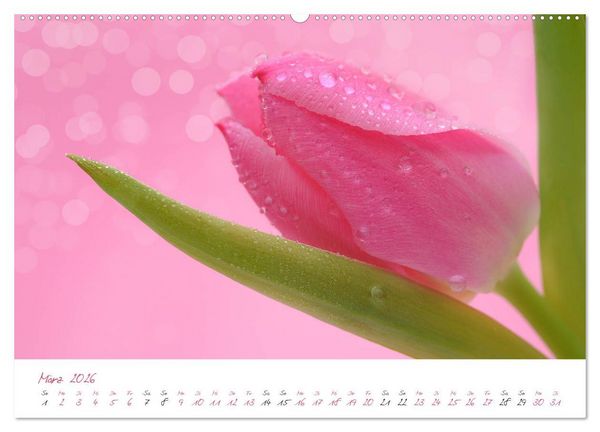 Produktbild: Bl&uuml;tentr&auml;ume in violett und pink (hochwertiger Premium Wandkalender 2026 DIN A2 quer), Kunstdruck in Hochglanz