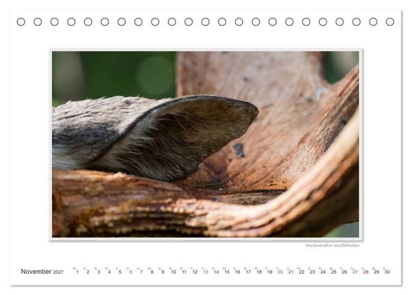 Produktbild: Emotionale Momente: Europ&auml;ischer Elch. (Tischkalender 2027 DIN A5 quer), CALVENDO Monatskalender