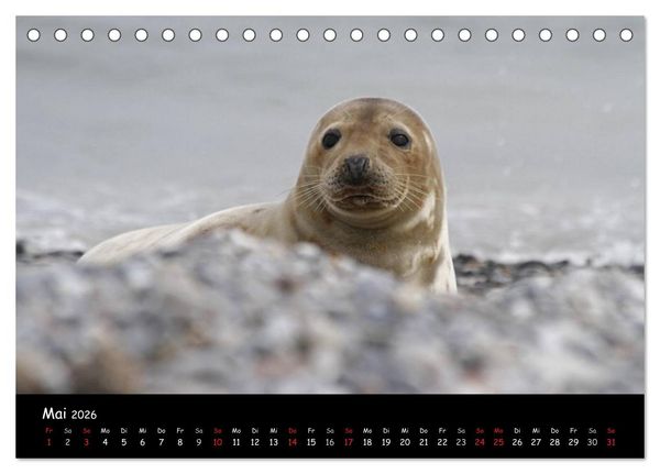Produktbild: Kegelrobben und Seehunde (Tischkalender 2026 DIN A5 quer), CALVENDO Monatskalender