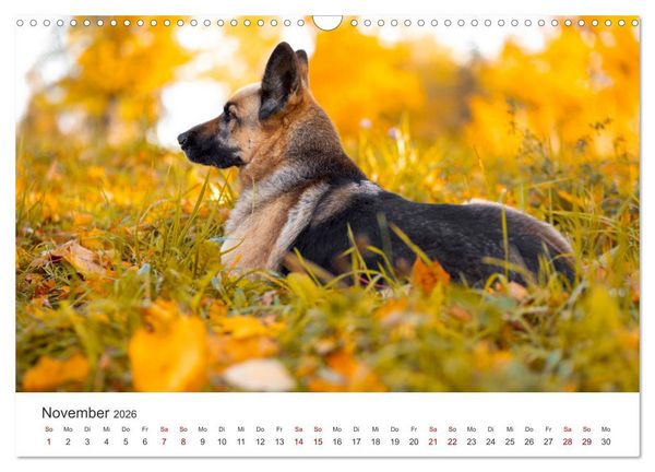Produktbild: Sch&auml;ferhunde - Die gutm&uuml;tigen Wegbegleiter. (Wandkalender 2026 DIN A3 quer), CALVENDO Monatskalender