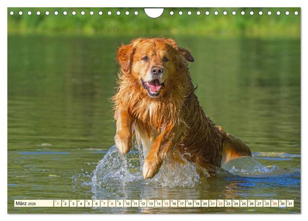 Produktbild: Golden Retriever - Freunde auf 4 Pfoten (Wandkalender 2026 DIN A4 quer), CALVENDO Monatskalender