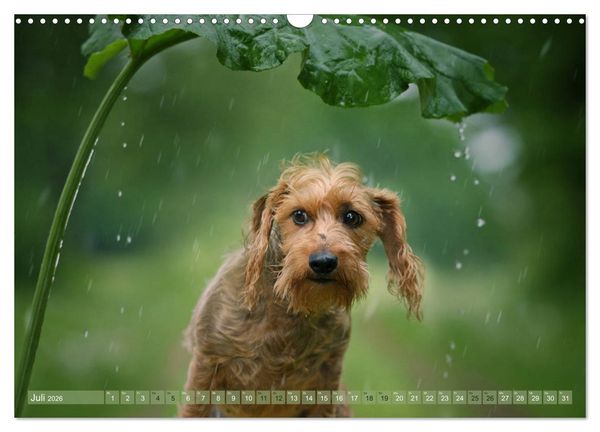 Produktbild: DACKELmix Elli Pirelli (Wandkalender 2026 DIN A3 quer), CALVENDO Monatskalender
