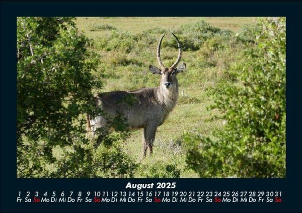 Produktbild: Der Tierkalender 2025 Fotokalender DIN A5